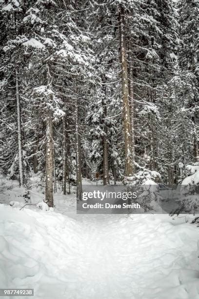 Narnia Winter Photos and Premium High Res Pictures - Getty Images