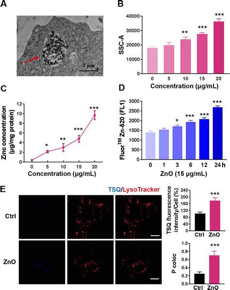 The Uptake Of Zno Nps And The Release Of Zinc Ions From Zno Nps A Tem