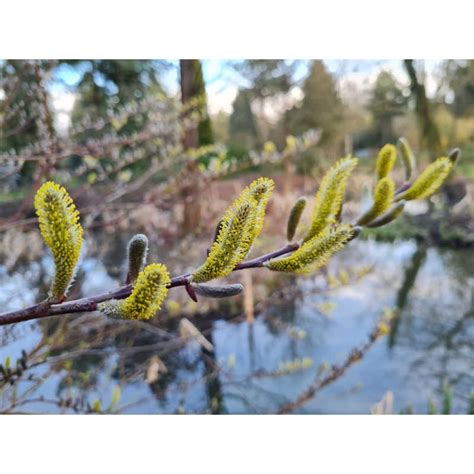 Salix Udensis Sekka