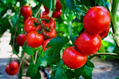 Топ-17 лучших сладких и вкусных сортов помидоров: фото, рейтинг, цена ...