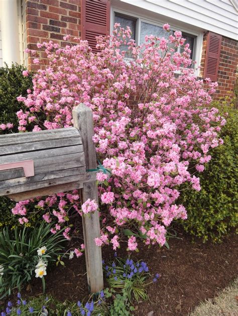 Early Blooming Rhododendron There were two and now only one left. | Outside plants, Garden ...