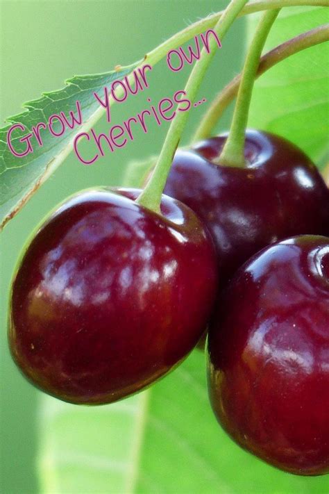 Beginners Guide To Growing Cherry Trees Artofit