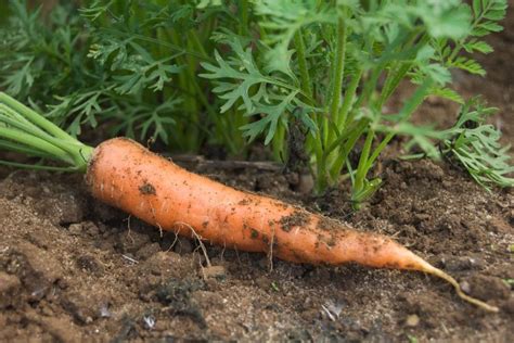 Aprenda A Plantar Cenoura Esse Passo A Passo Incr Vel Vida De Casa