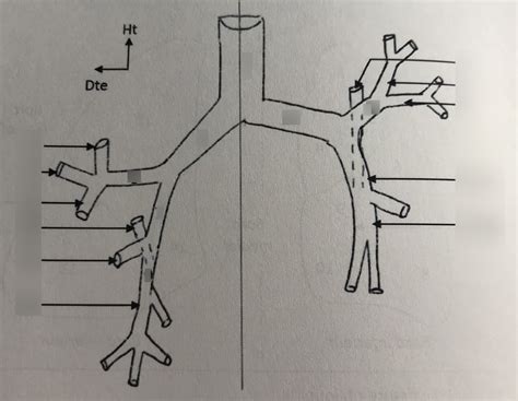 Ue Anat Appareil Digestif A Diagram Quizlet