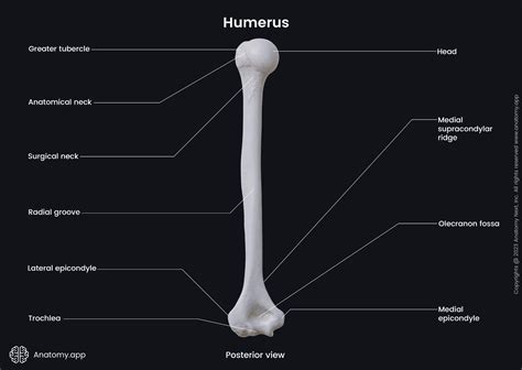 Humerus Posterior View