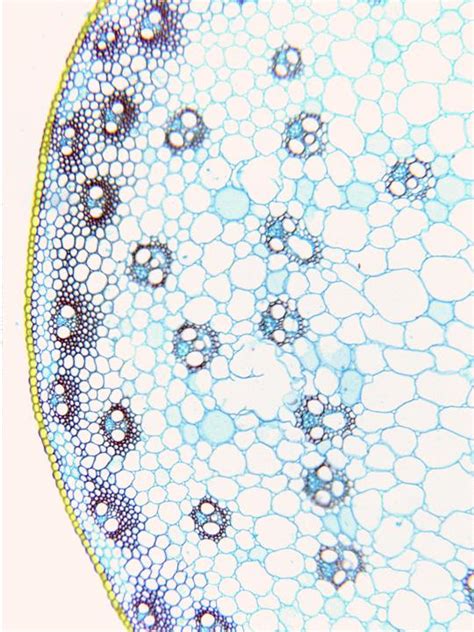 Epidermis