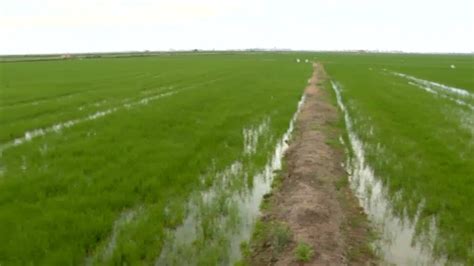 Los Agricultores De La Albufera Denuncian Cuantiosas P Rdidas En Sus