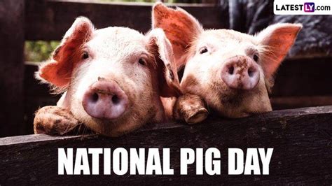 national pig day  date history activities  significance