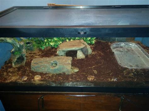 My Tiger Salamander Tank Newts And Salamanders Portal