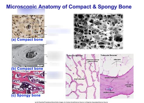 Microscopic Anatomy Of Compact And Spongy Bone Diagram Quizlet