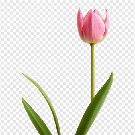 Flor De Tulipa Png Isolada Em Fundo Transparente PSD Premium