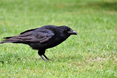 Carrion Crow Bird Free Photo On Pixabay Pixabay