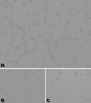 Laminin Poly D Lysine Coating Solution M Filtered Bioreagent