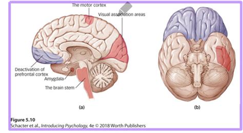 Consciousness Flashcards Quizlet