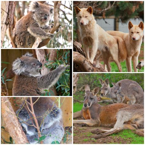 australian native animals sentio