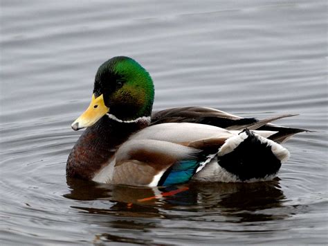 Mallard Duck Wallpapers - Wallpaper Cave