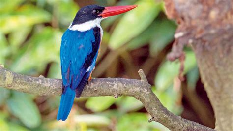 Winter Visitors Dont Miss Spotting Migratory Birds In Mumbai And Navi