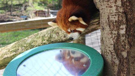 Animals live enriching lives at Binghamton Zoo