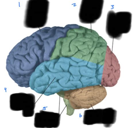 Neuroanatomy Exam Flashcards Quizlet