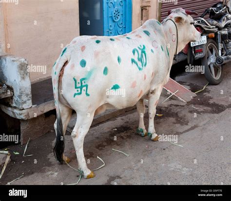 Holy Cow, India Stock Photo - Alamy