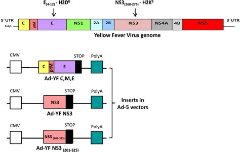 Schematic Representation Of The Yfv Virus Genome And Of The Recombinant