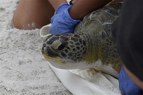 Injured green sea turtle treated and released back to the Gulf | Your Observer