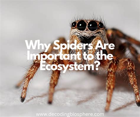 Why Spiders Are Important To The Ecosystem Decoding Biosphere