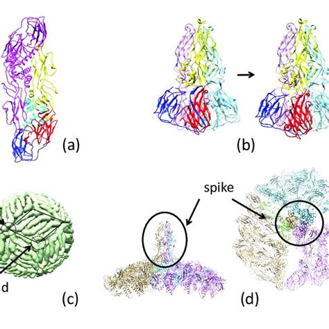 PDF Structural Transition And Antibody Binding Of EBOV GP And ZIKV E