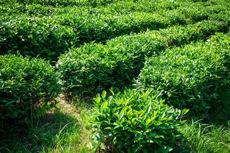 Premium Photo Green Tea Farm In Spring Tea Plantation