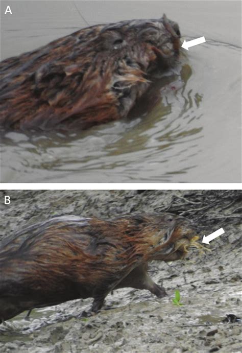 Direct Observation Of Muskrat Feeding On Crayfish