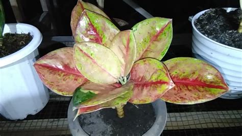 Aglaonema Ayu Green Mutasi Tiara Update Harga Youtube