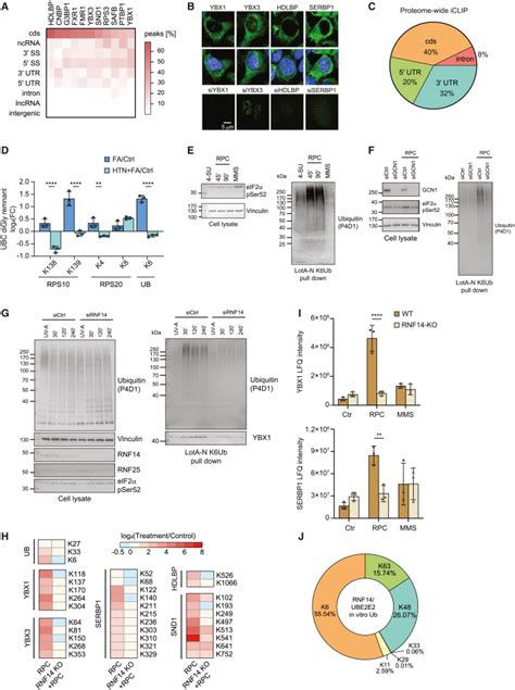 K6 Linked Ubiquitylation Marks Formaldehyde Induced RNA Protein