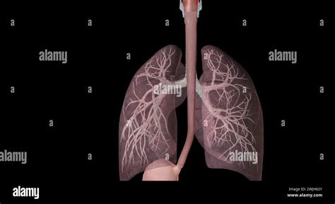 The Major Passages And Structures Of The Upper Respiratory Tract