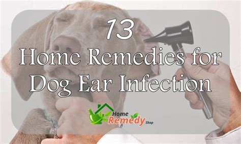 13 Home Remedies for Dog Ear Infection - Home Remedies