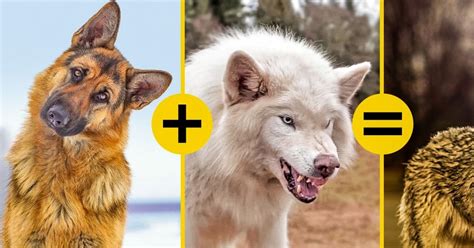 11 animais híbridos que você nem suspeitava que existiam Incrível