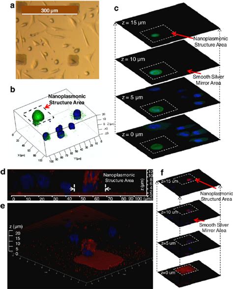 Confocal Fluorescence Microscopy Imaging Of Live Cells On The Nanocone