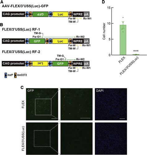 Influence Of USS On Cre Independent Expression Of The Transgene A