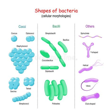 Morfologia Bacteriana