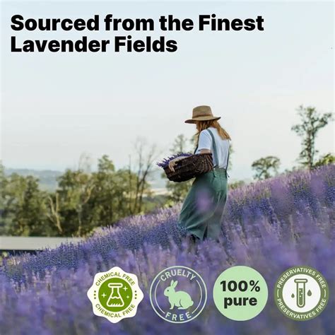 Buy 100 Pure Lavender Essential Oil Online Dazze And Blussh