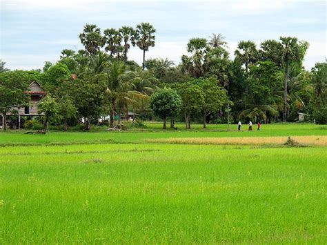 Cambodia, Khmer Art HD wallpaper | Pxfuel