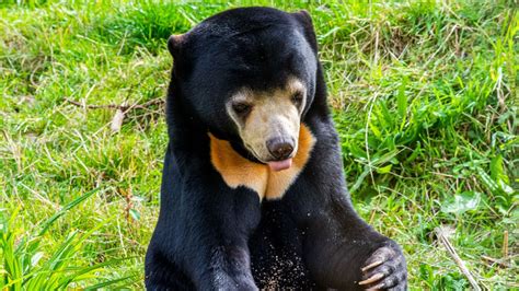 Sun Bear Fact Sheet Blog Nature Pbs