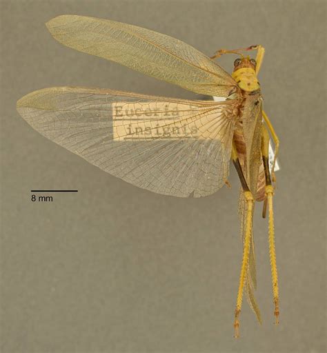 STRI Research Portal Image Details 222140