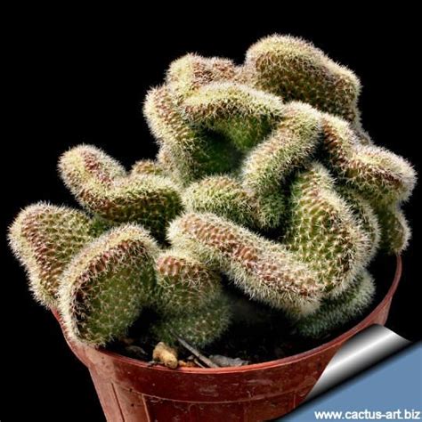 X Chamaelobivia Silvestris Var Crassicaule Forma Cristata Cactus