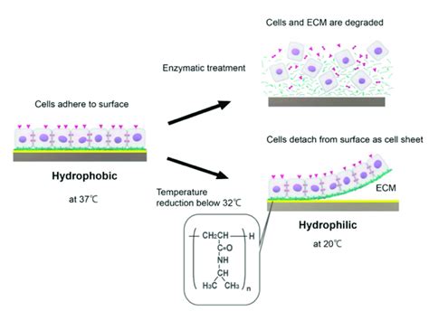 Generation Of A Cell Sheet On A Temperature Responsive Surface The Download Scientific Diagram