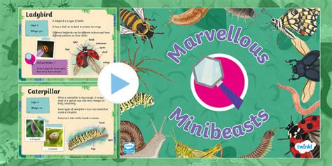 EYFS Marvellous Minibeasts PowerPoint Professor Feito