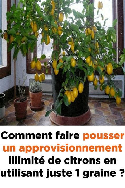 Comment Faire Pousser Un Approvisionnement Illimit De Citrons En