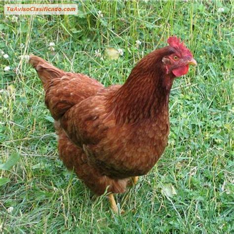 Gallinas Ponedoras Isa Brown Animales Y Mascotas Otros Es