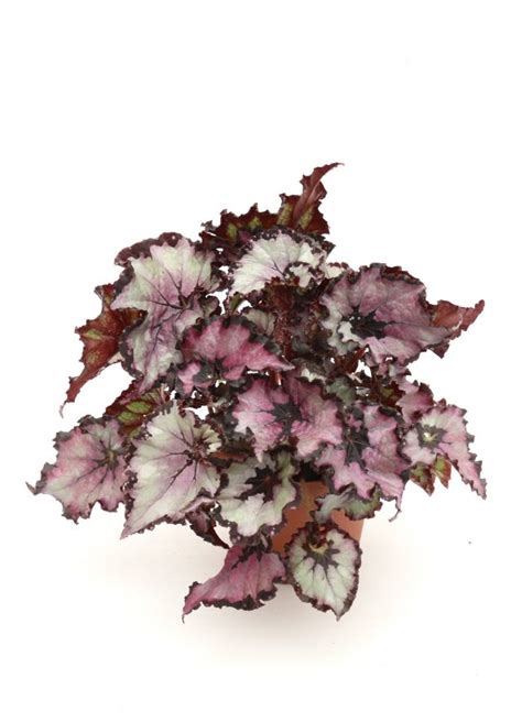 Begonia Rex Sardana Planthiza