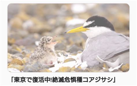 🐦絶滅危惧種の野鳥を育む羽田空港🐦