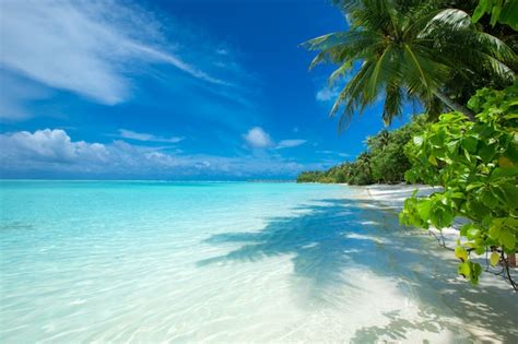 Premium Photo | Maldives island with white sandy beach and sea